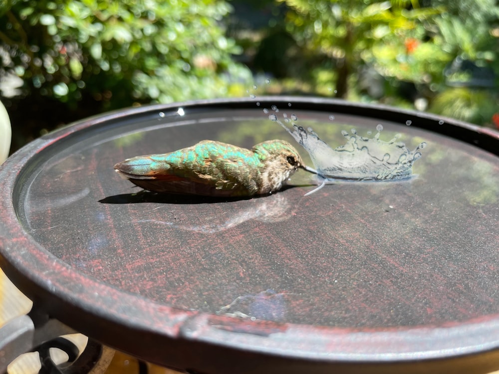 pájaro verde y blanco sobre mesa redonda marrón