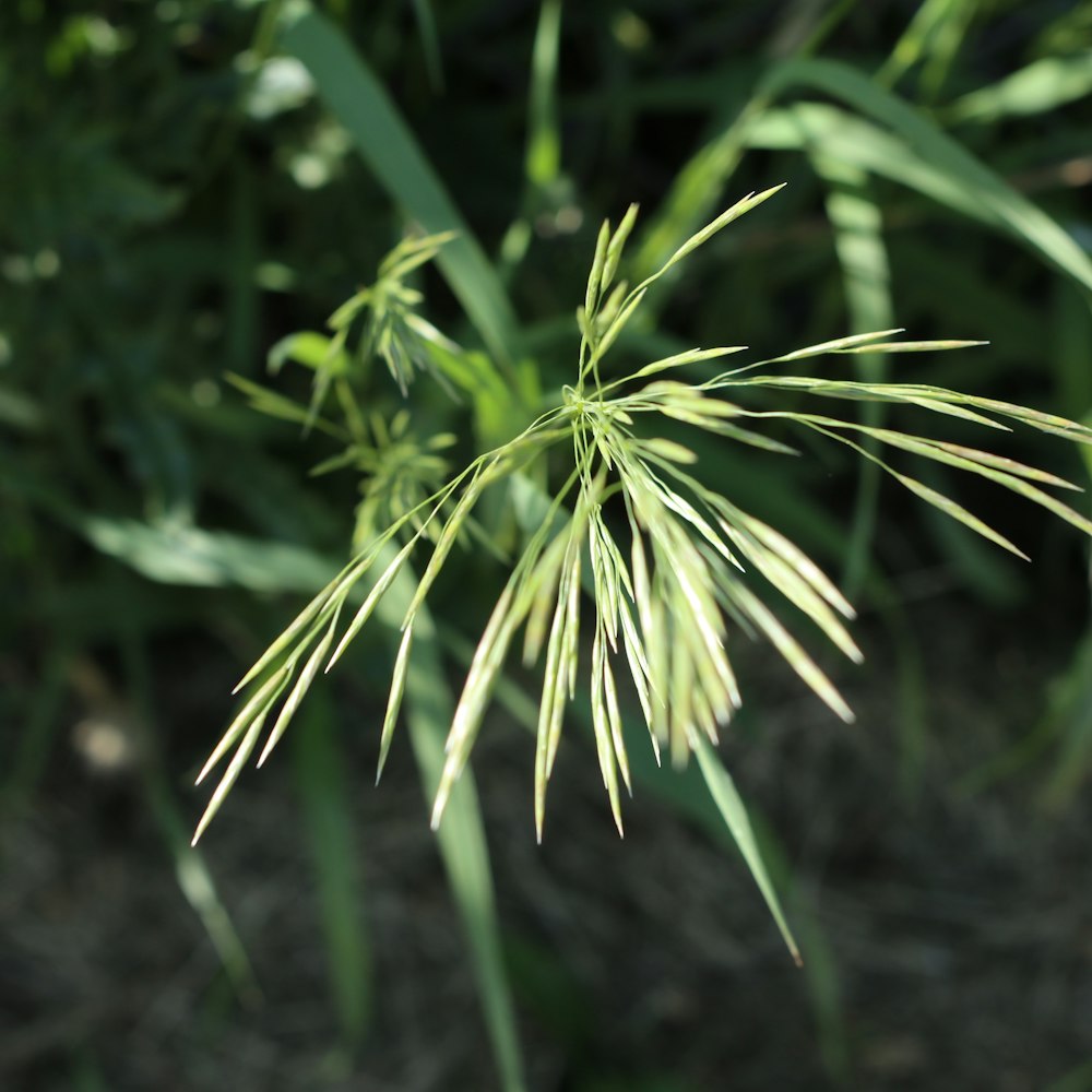 green plant in close up photography