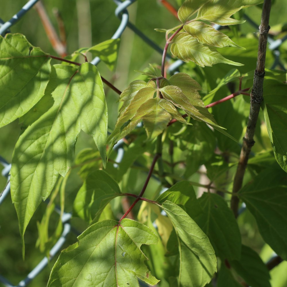 green leaves on gray metal fence during daytime