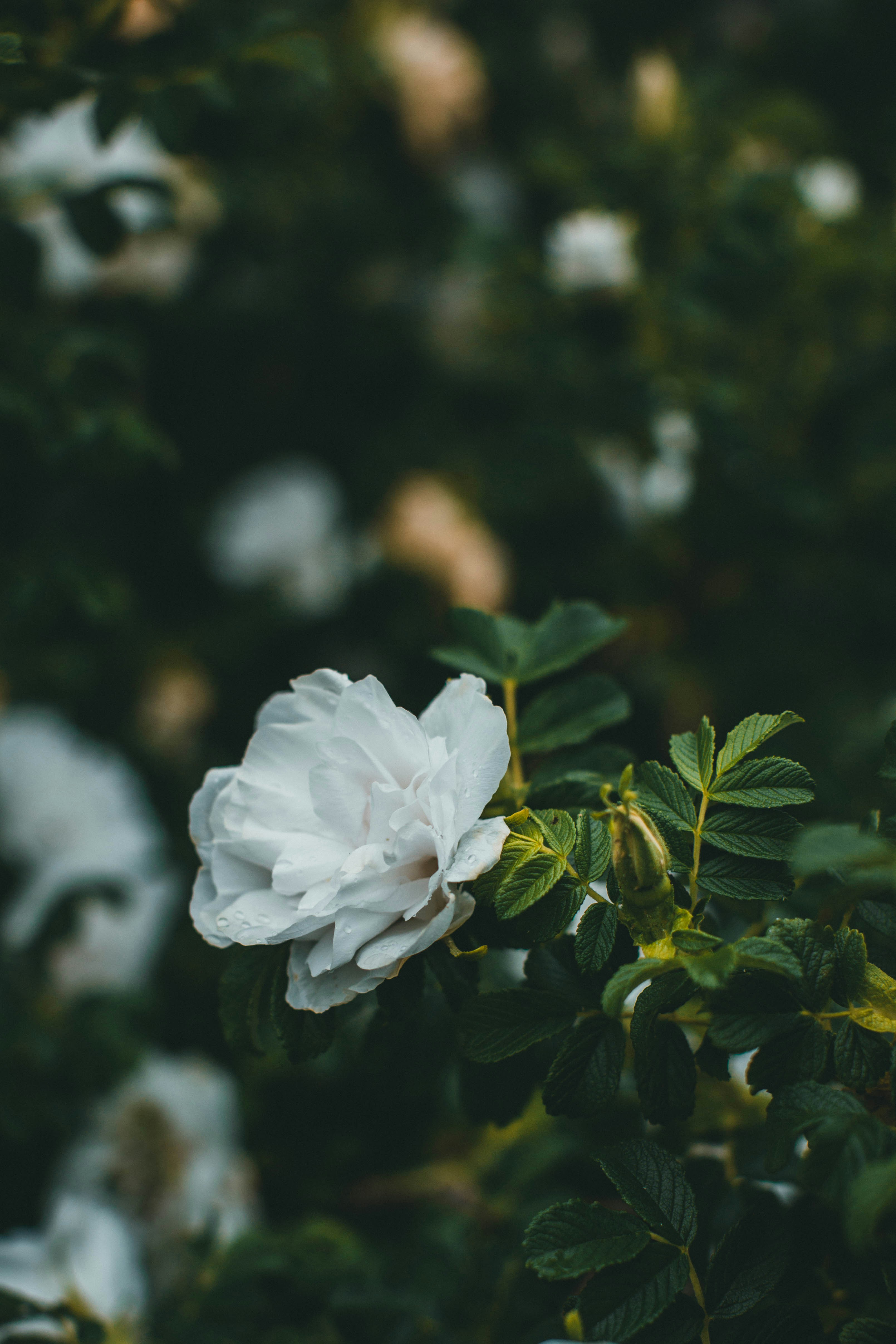 Photo by theshuttervision