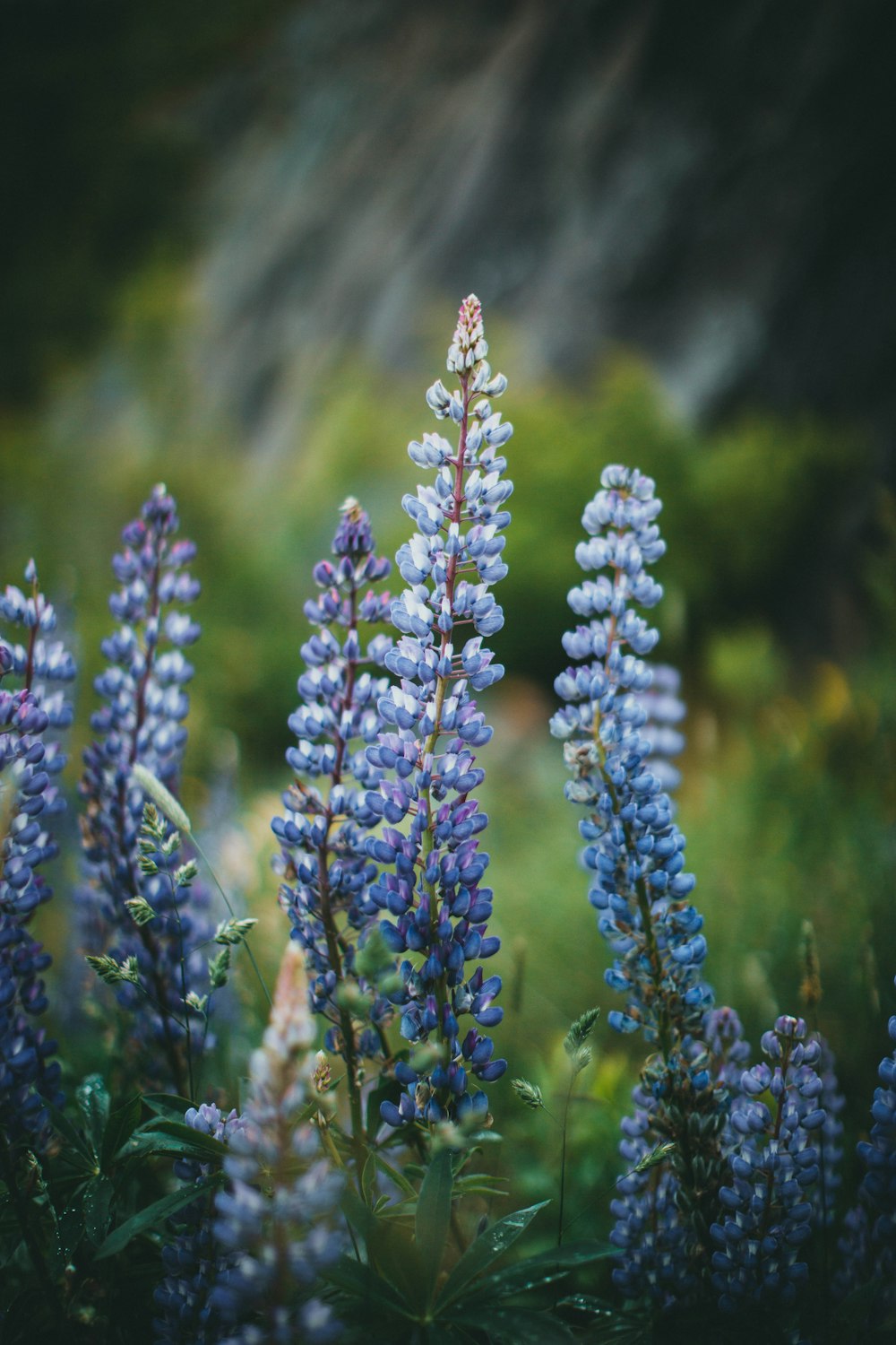 blue flowers in tilt shift lens