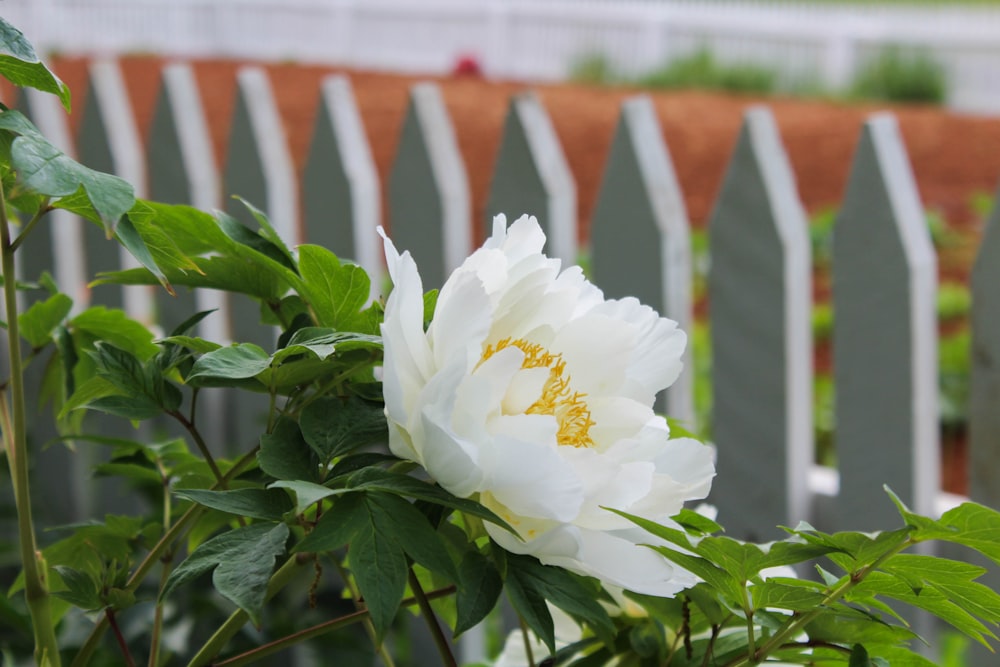 white flower with green leaves