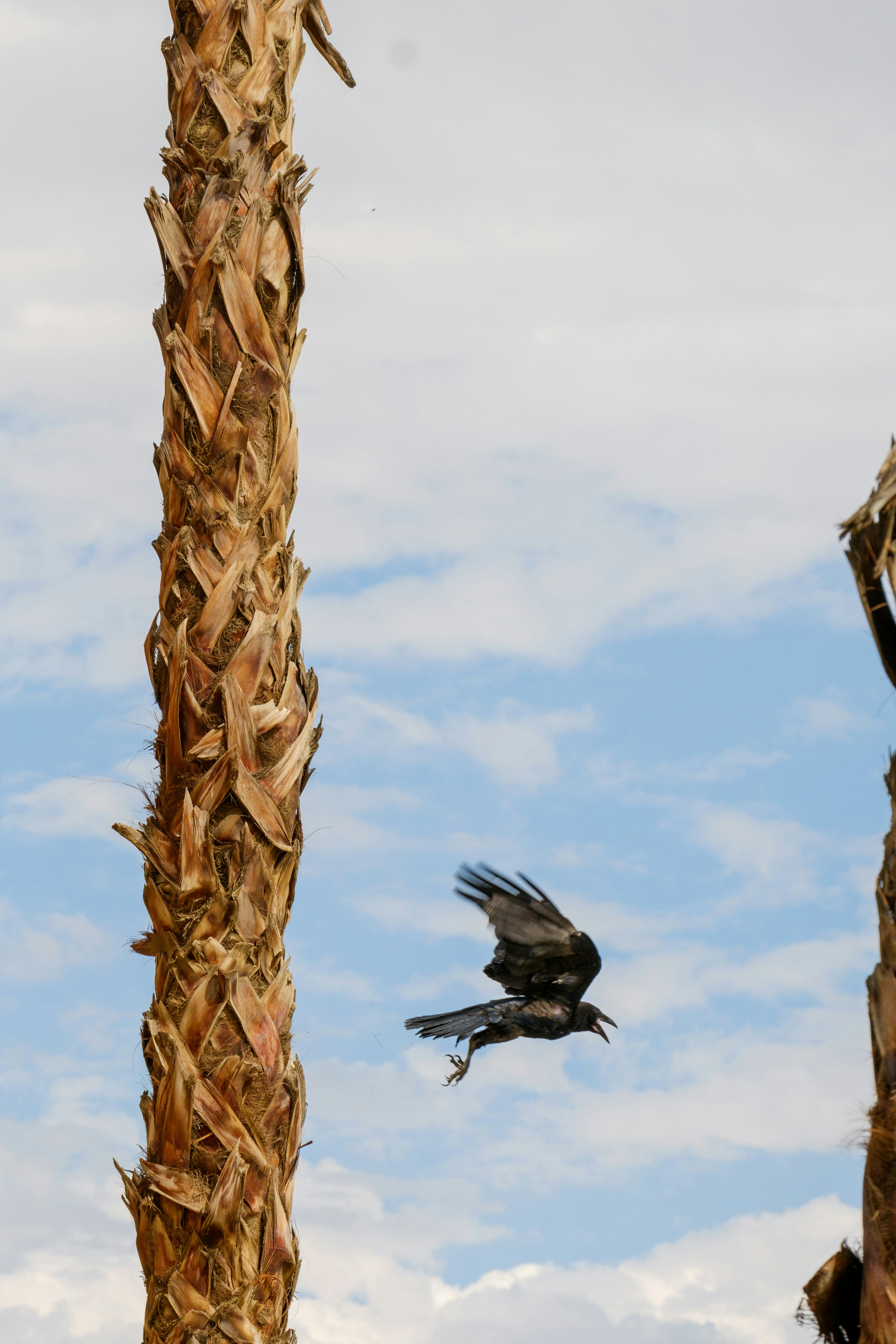 uccello nero sul ramo marrone dell'albero durante il giorno
