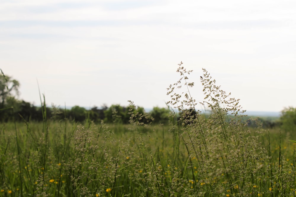 Grünes Grasfeld unter weißem Himmel tagsüber