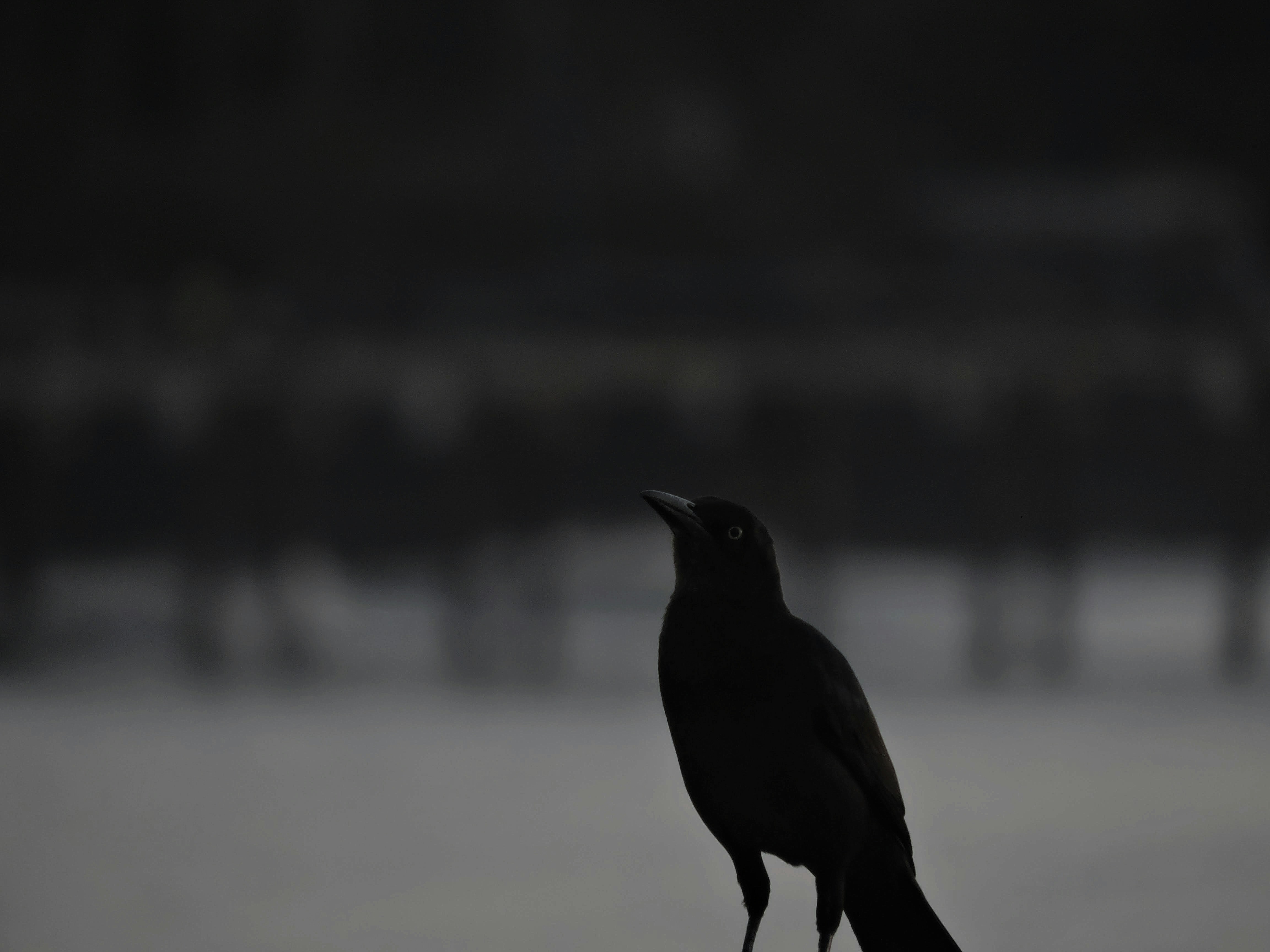 昼間の白い砂の上の黒いカラスの写真 Unsplashで見つける鳥の飛行の無料写真