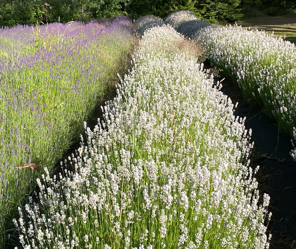 campo di fiori viola e bianco durante il giorno