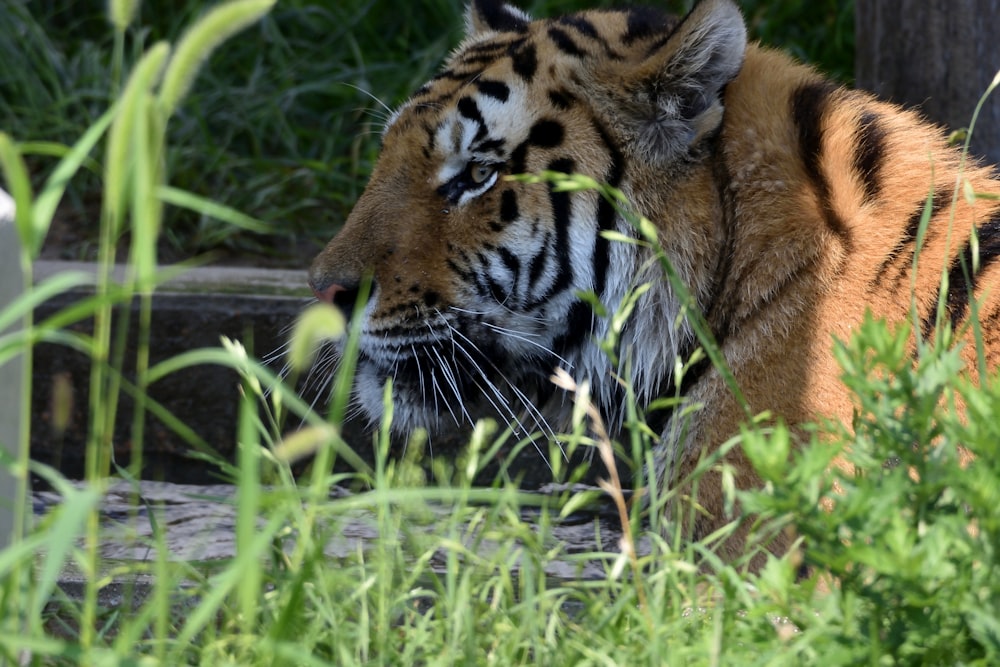 tigre marrom e preto deitado na grama verde durante o dia