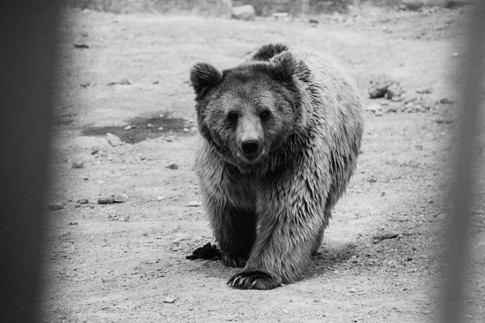 Foto en escala de grises de oso caminando sobre la arena