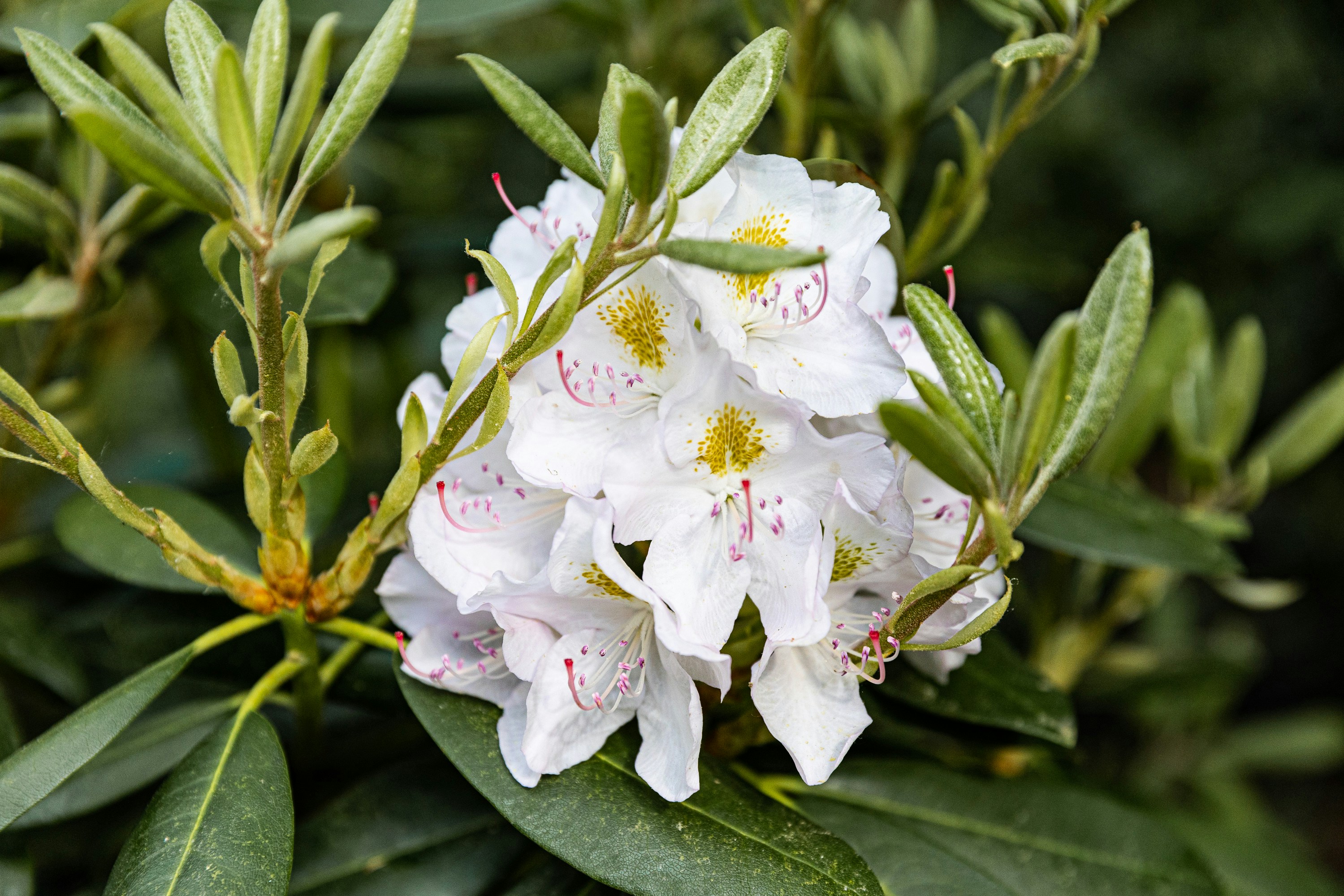 white flower with green leaves