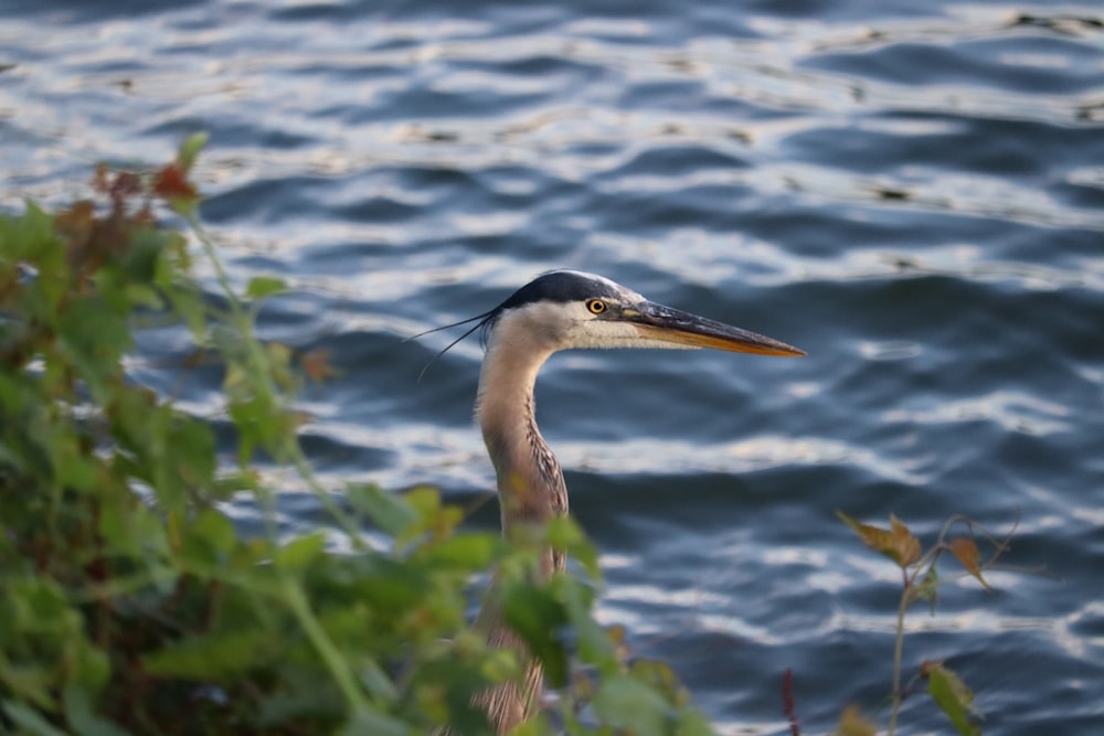 weißer und schwarzer Vogel tagsüber auf dem Wasser