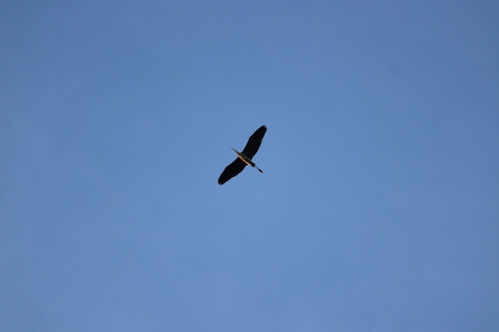 black bird flying under blue sky during daytime