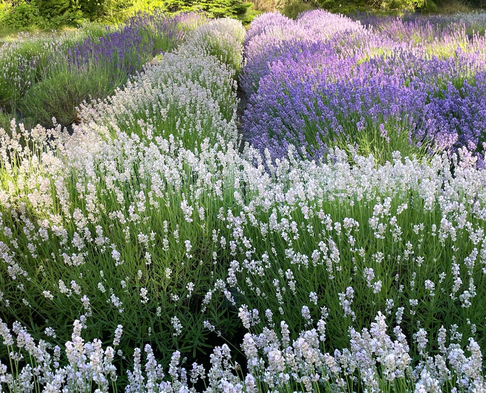 purple flower field during daytime