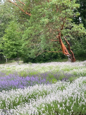 An expansive field of lavender blooms with alternating rows of vibrant purple and white flowers. A tree with smooth, reddish bark and lush green foliage stands to the right, adding contrast and texture to the scene. The background features dense greenery, suggesting a serene, natural setting.