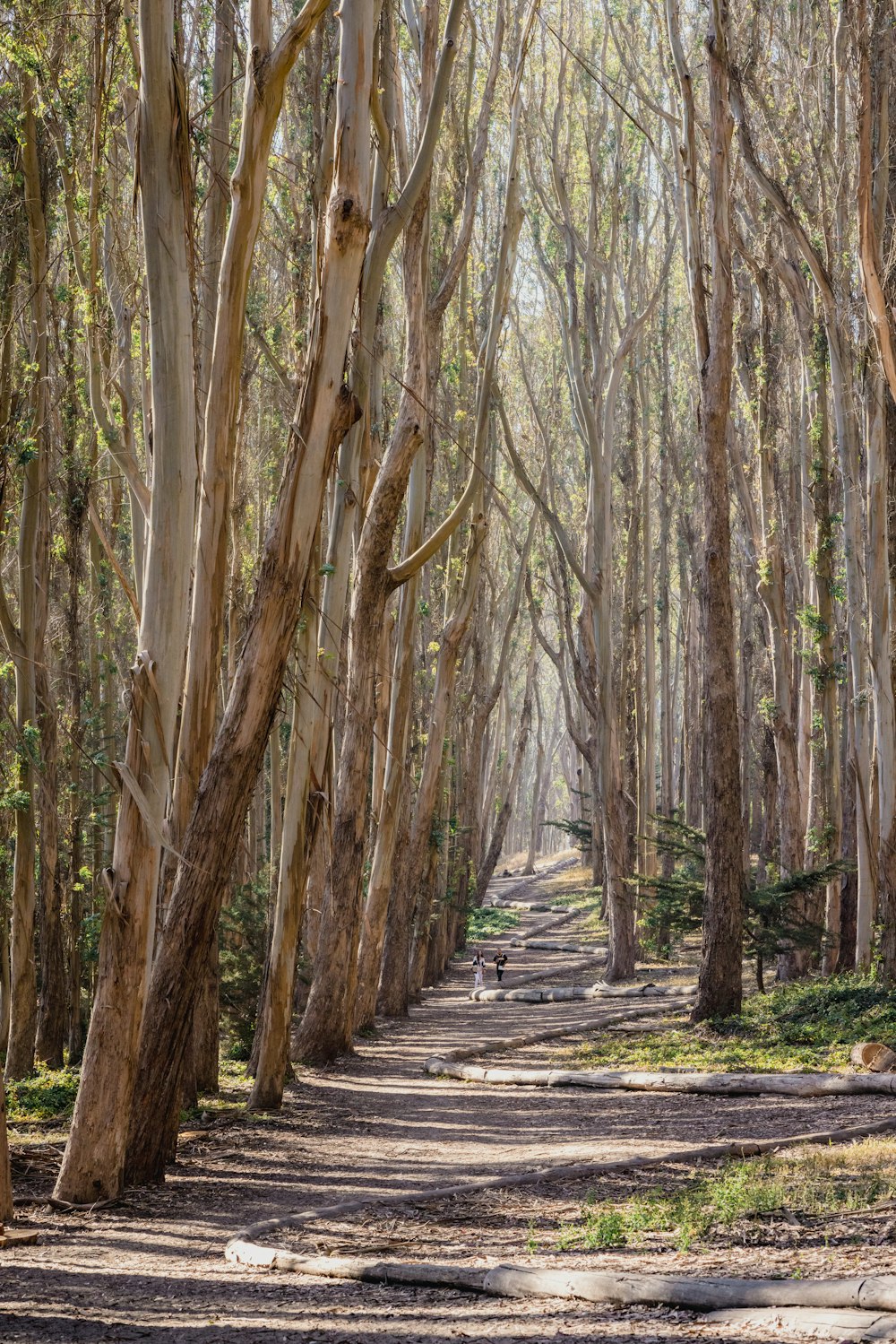 brown trees on gray concrete pathway