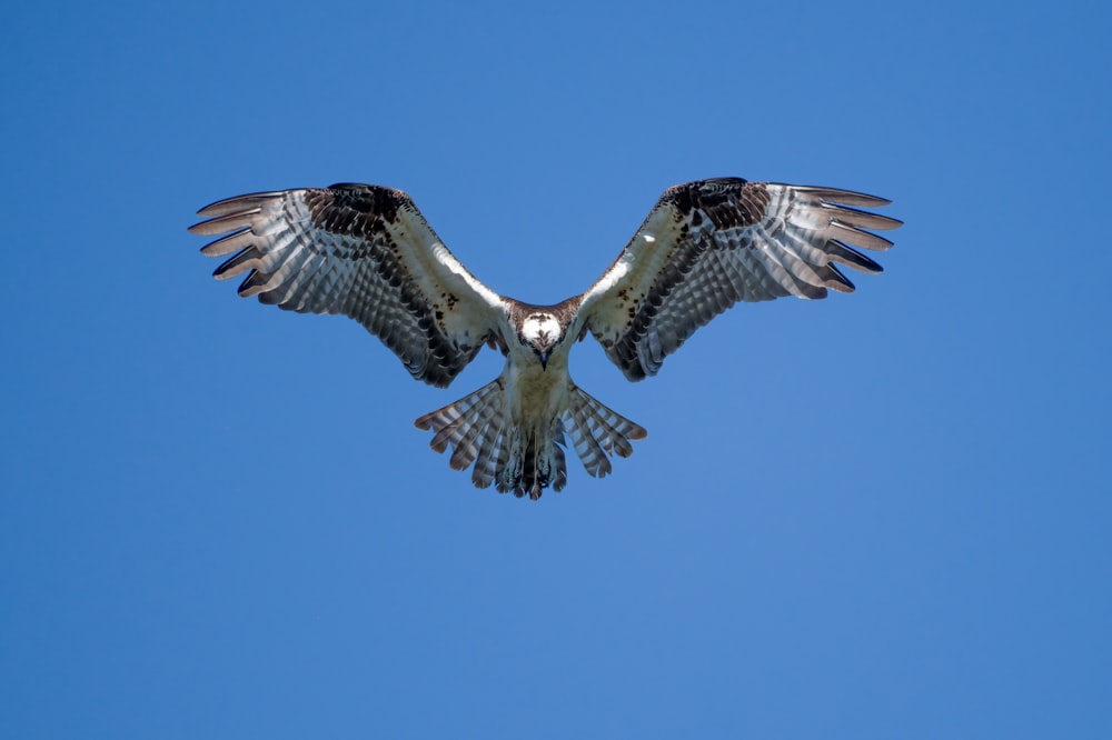coruja marrom e branca voando sob o céu azul durante o dia