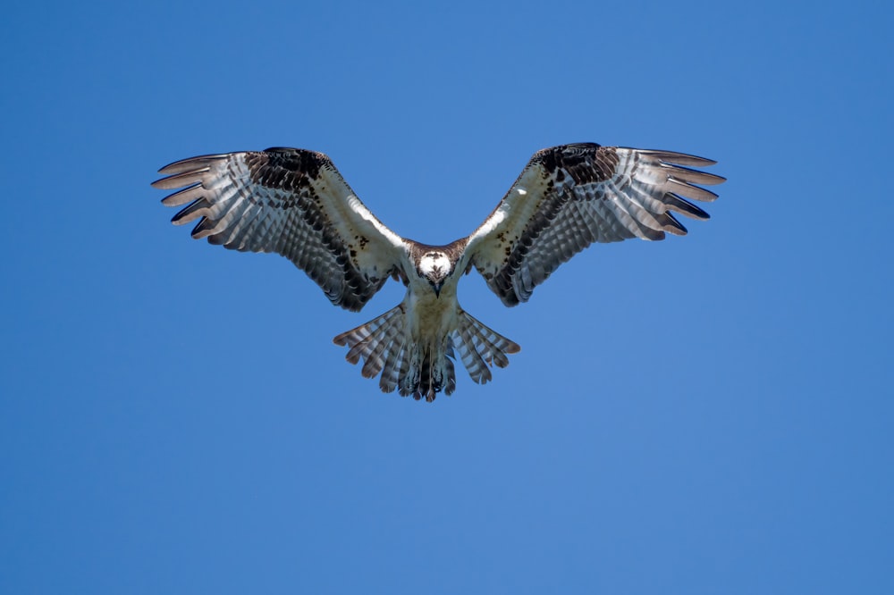 brown and white owl flying under blue sky during daytime