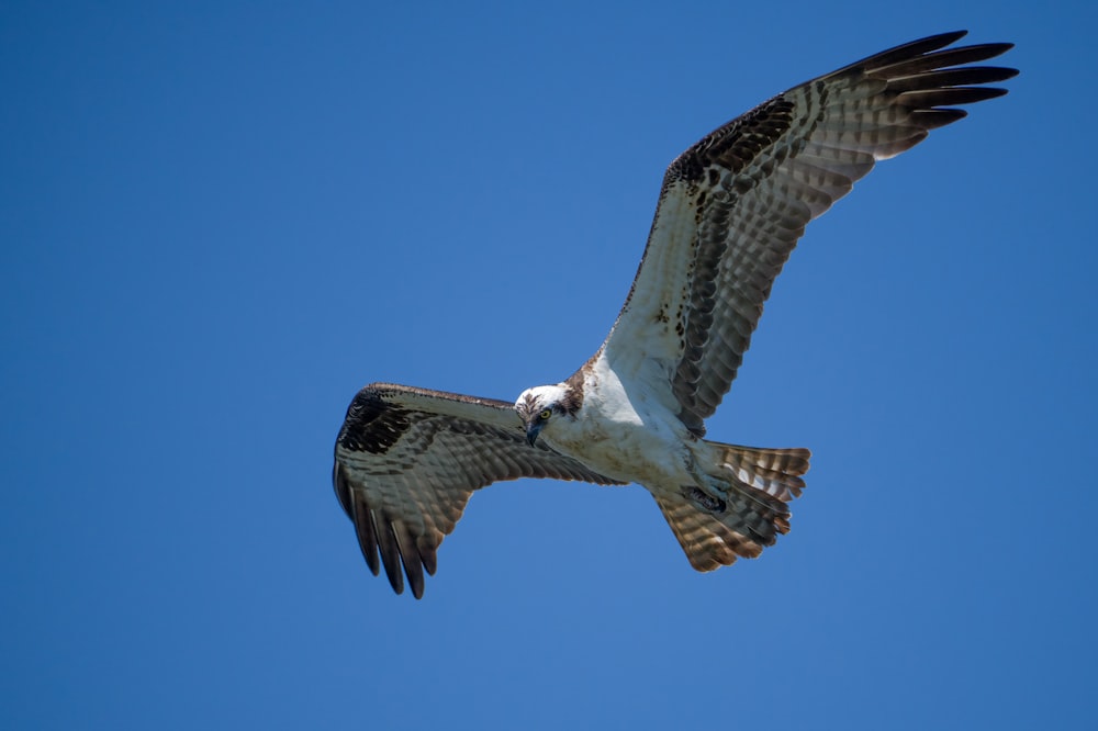 pájaro blanco y marrón volando bajo el cielo azul durante el día