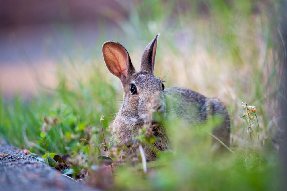 gray rabbit on green grass during daytime