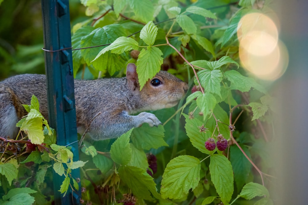 brown squirrel on green plant