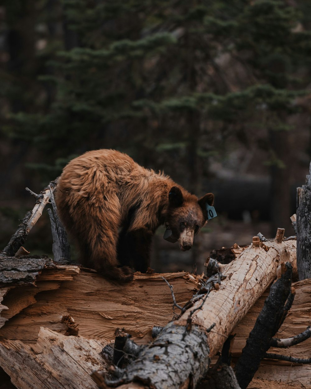 brown bear on brown tree trunk during daytime