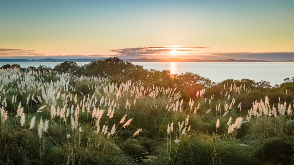 green grass field near body of water during sunset