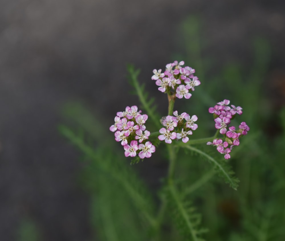 white and purple flower in tilt shift lens