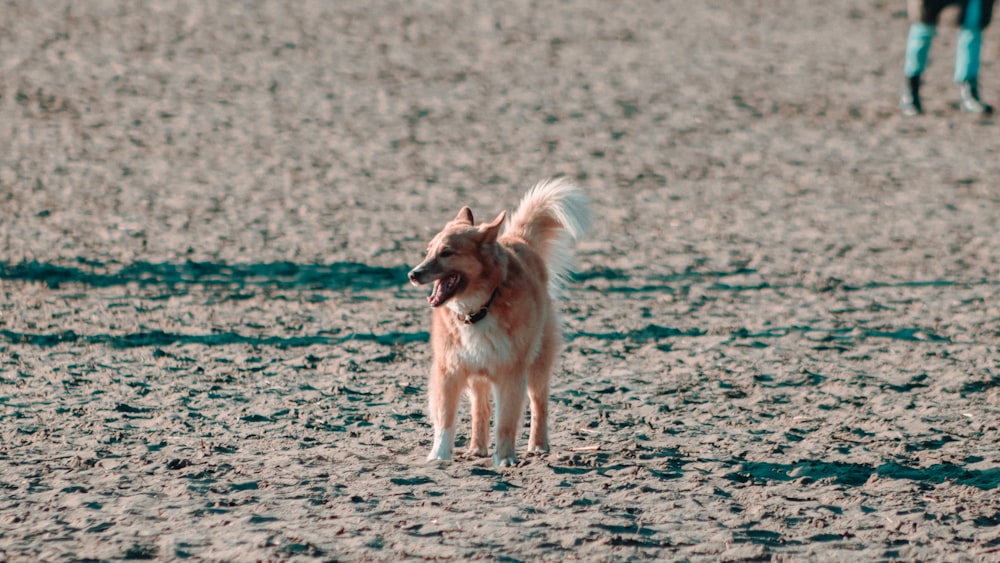 brown and white long coated dog running on gray sand during daytime