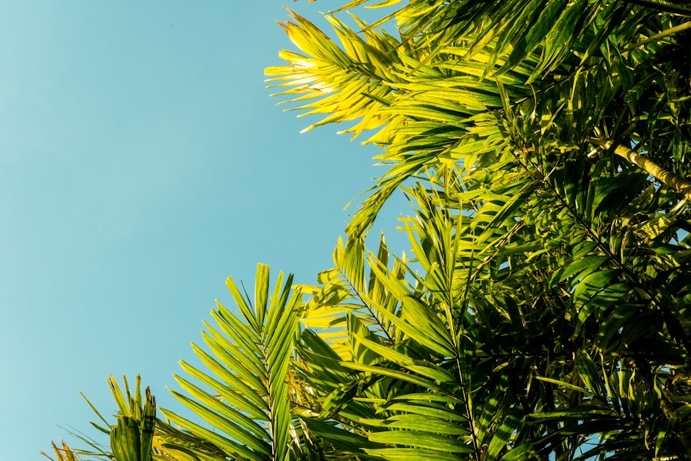 green palm tree under blue sky during daytime