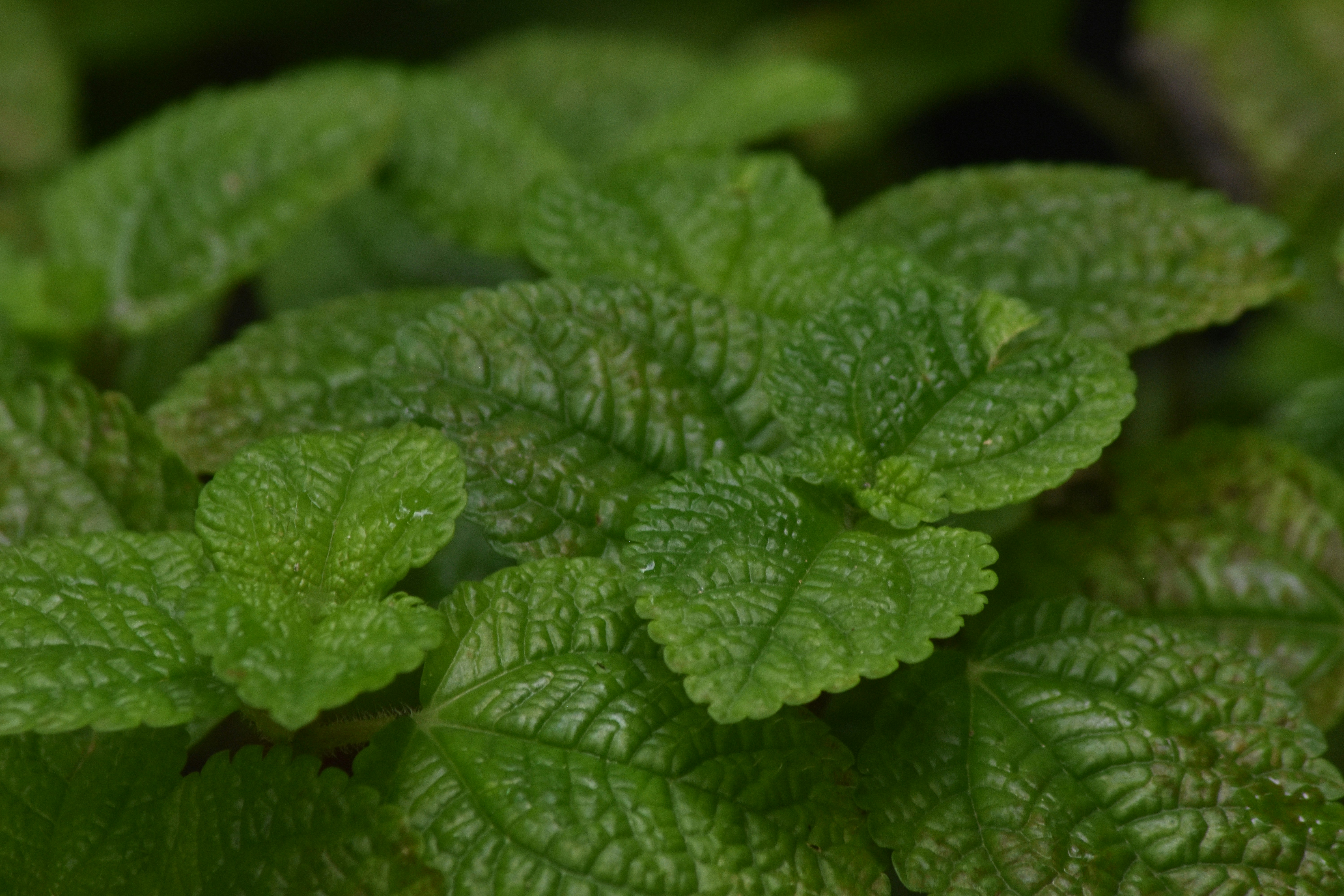 Photo by warungkangabuy1970