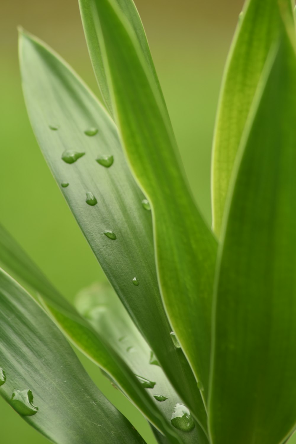 water droplets on green leaf