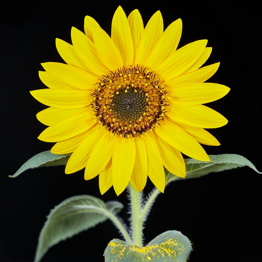 yellow sunflower in close up photography