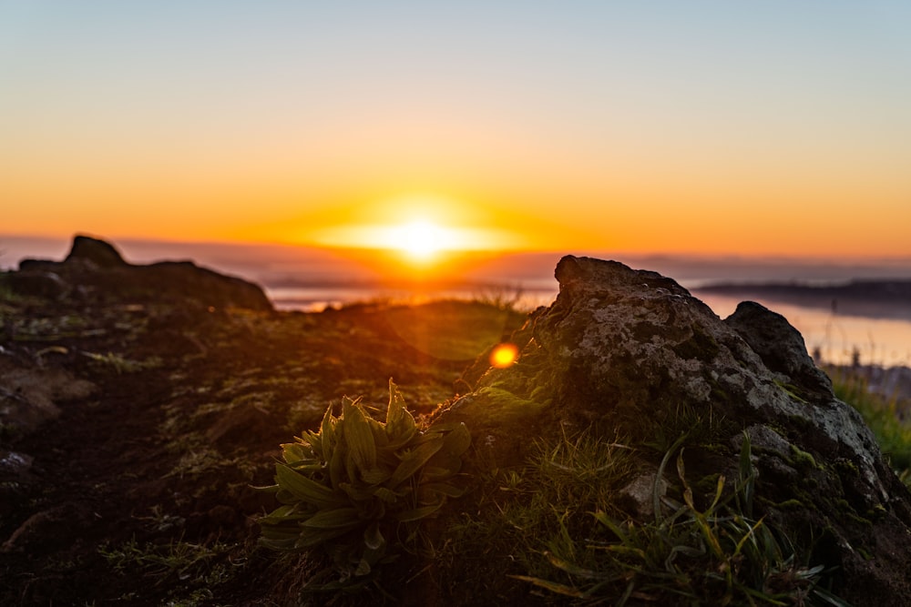 green grass on brown rock during sunset