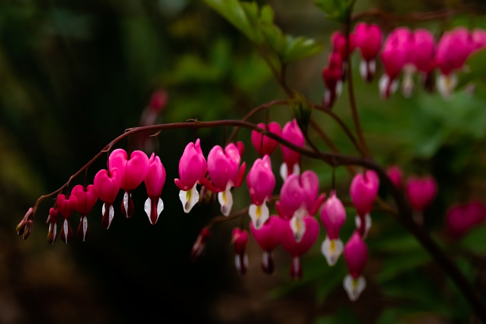 pink and white flowers in tilt shift lens