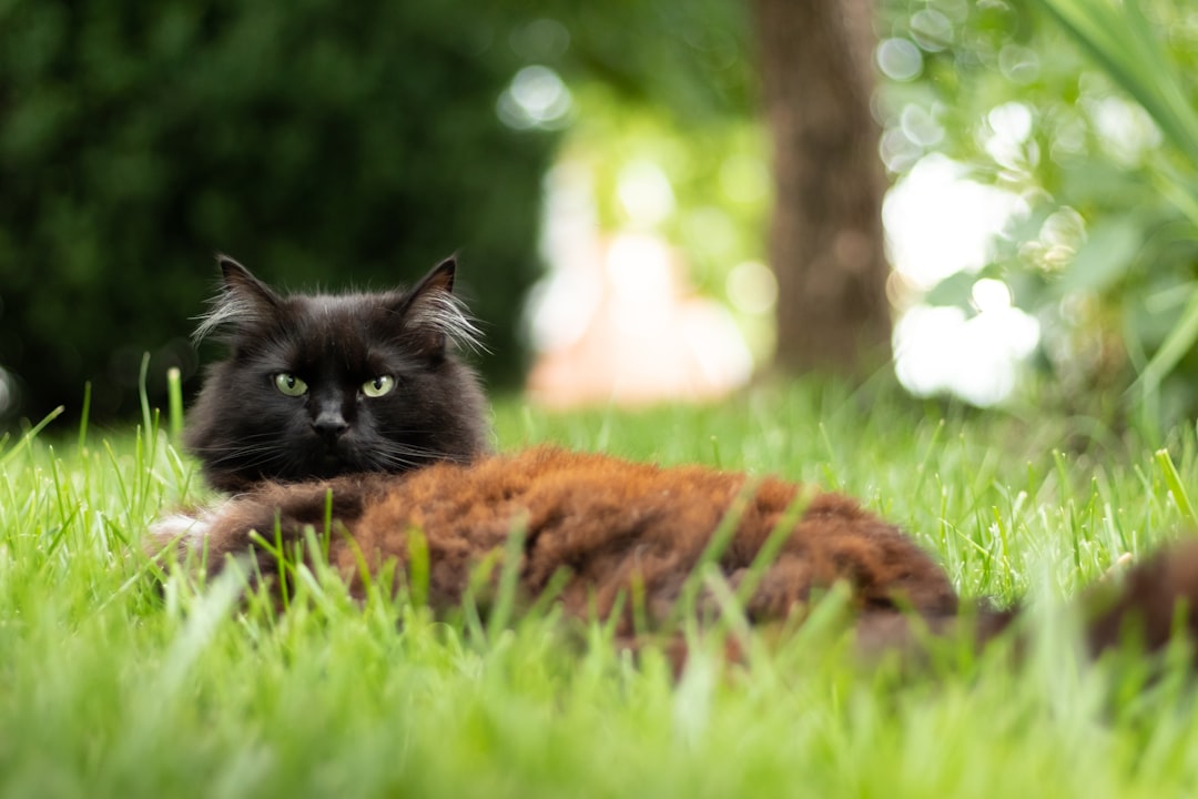 black and brown cat on green grass during daytime