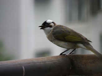 A small bird with a brown and olive-green plumage perches on a rusted metal railing. Its head is distinctive with a white tuft and black markings around the eyes. The background is blurred, indicating a shallow depth of field, and the surroundings appear urban.