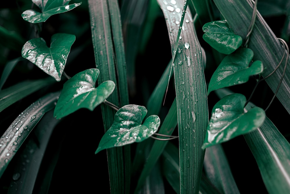 water droplets on green plant