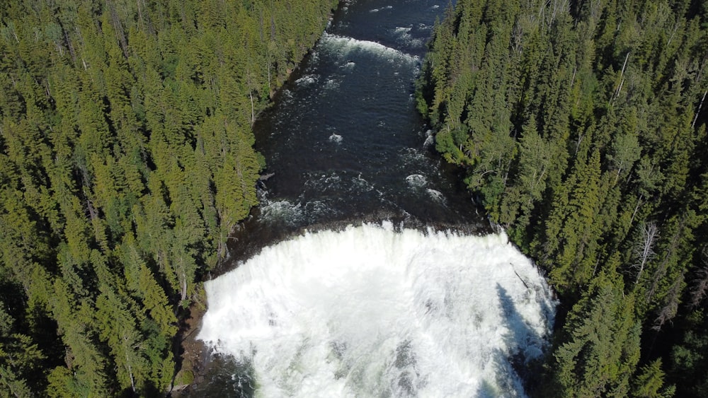 aerial view of green forest