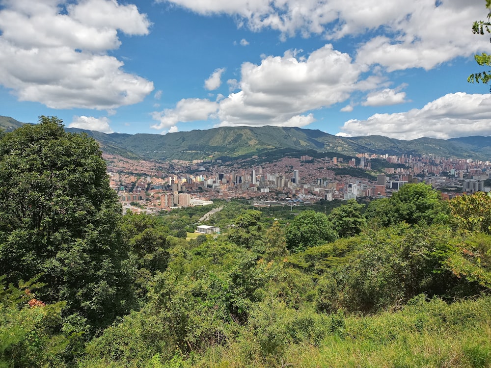 green trees and white buildings under blue sky during daytime