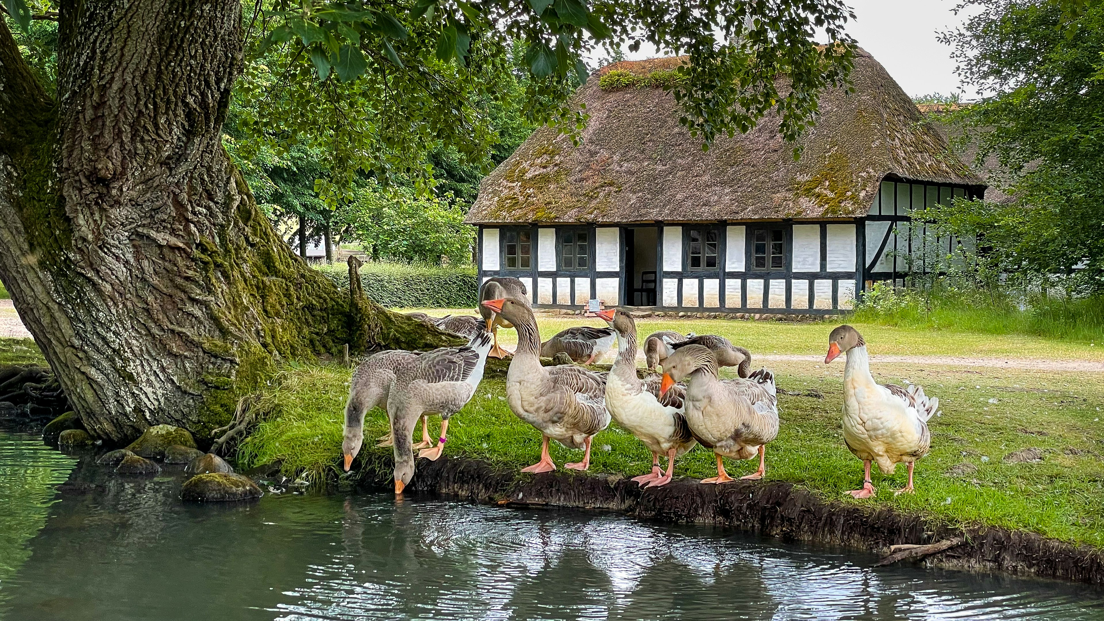 flock of geese on water near brown wooden house during daytime