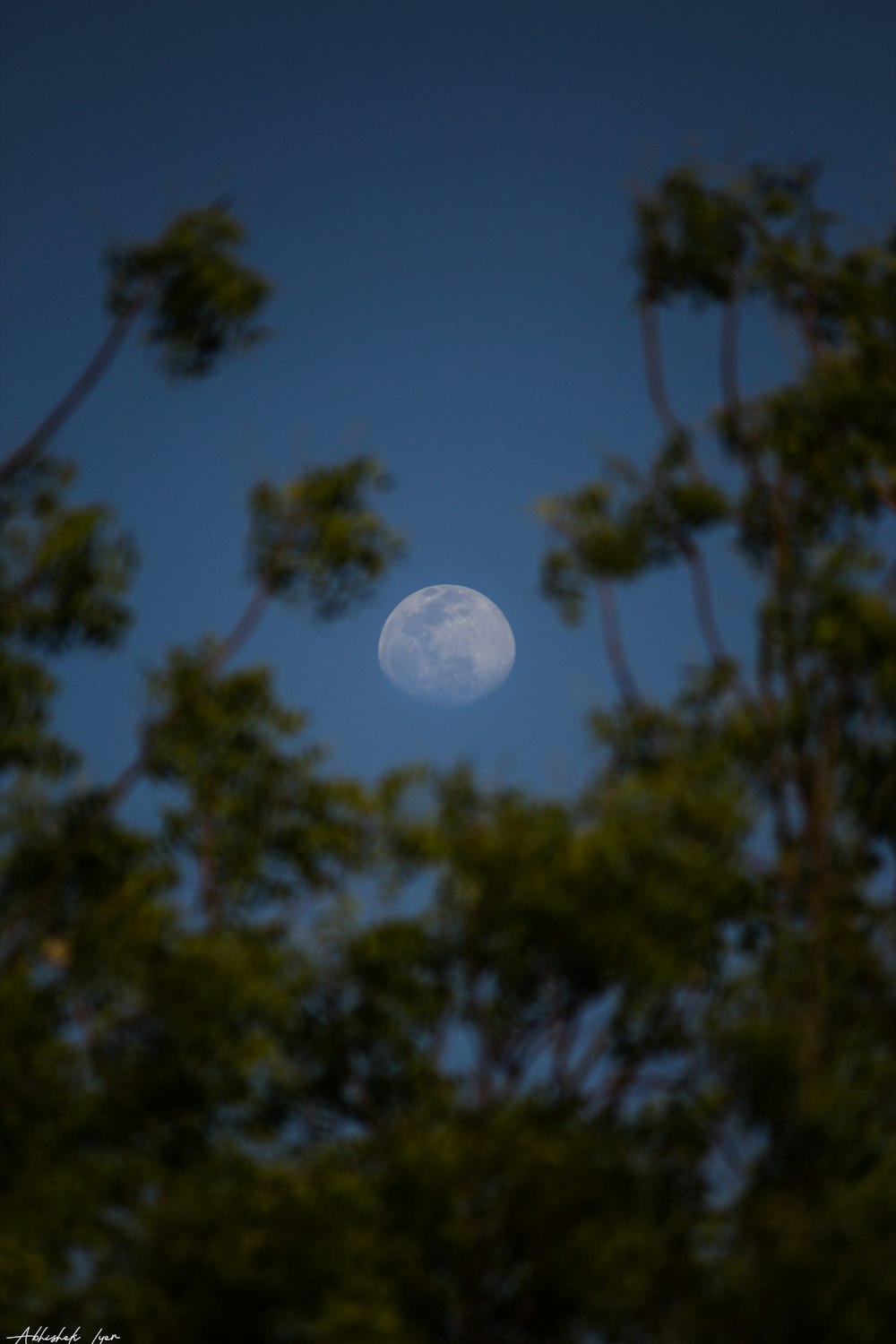 green trees under full moon