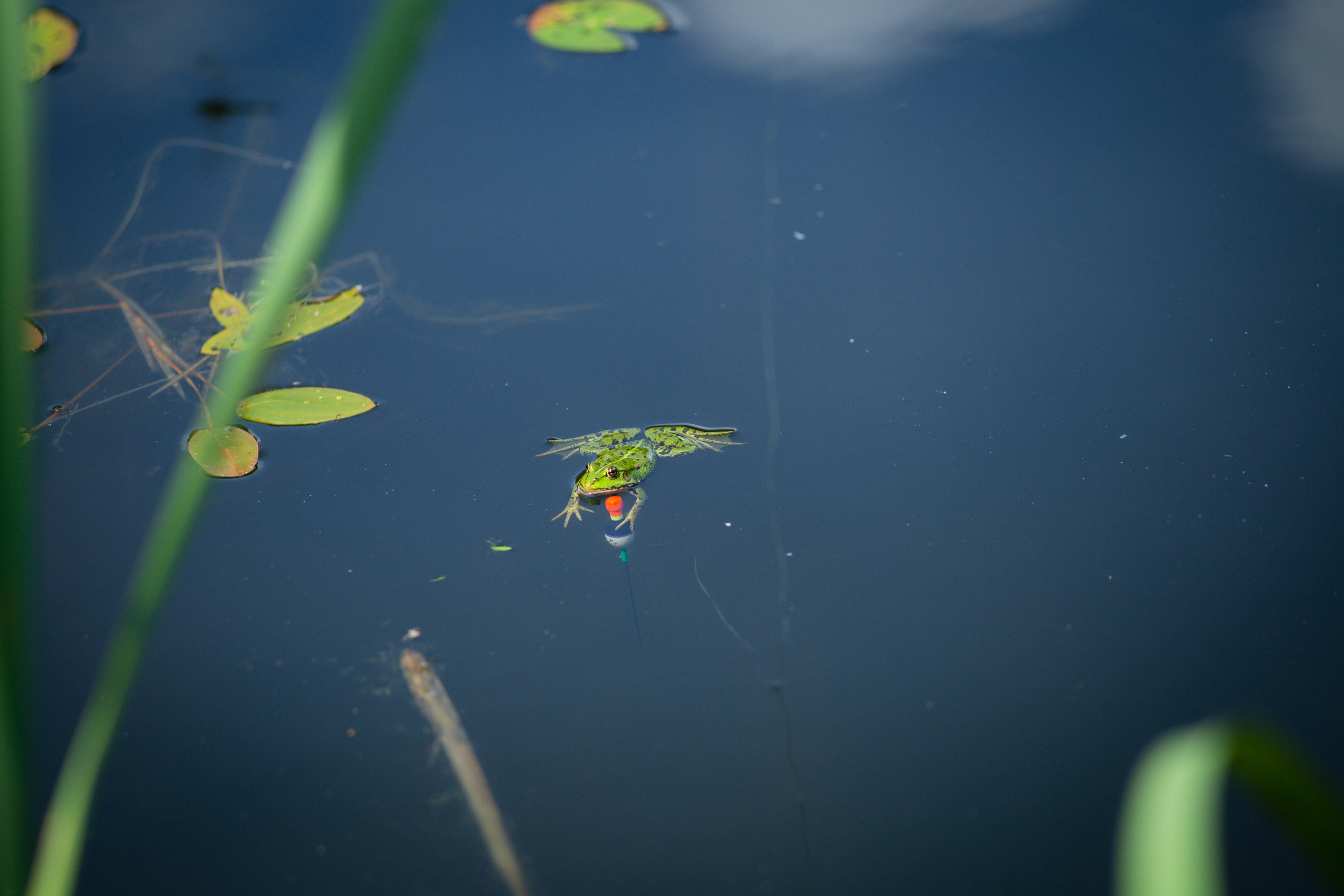 Lithuania Updates Fishing Rules: New Limits and Ecological Protections