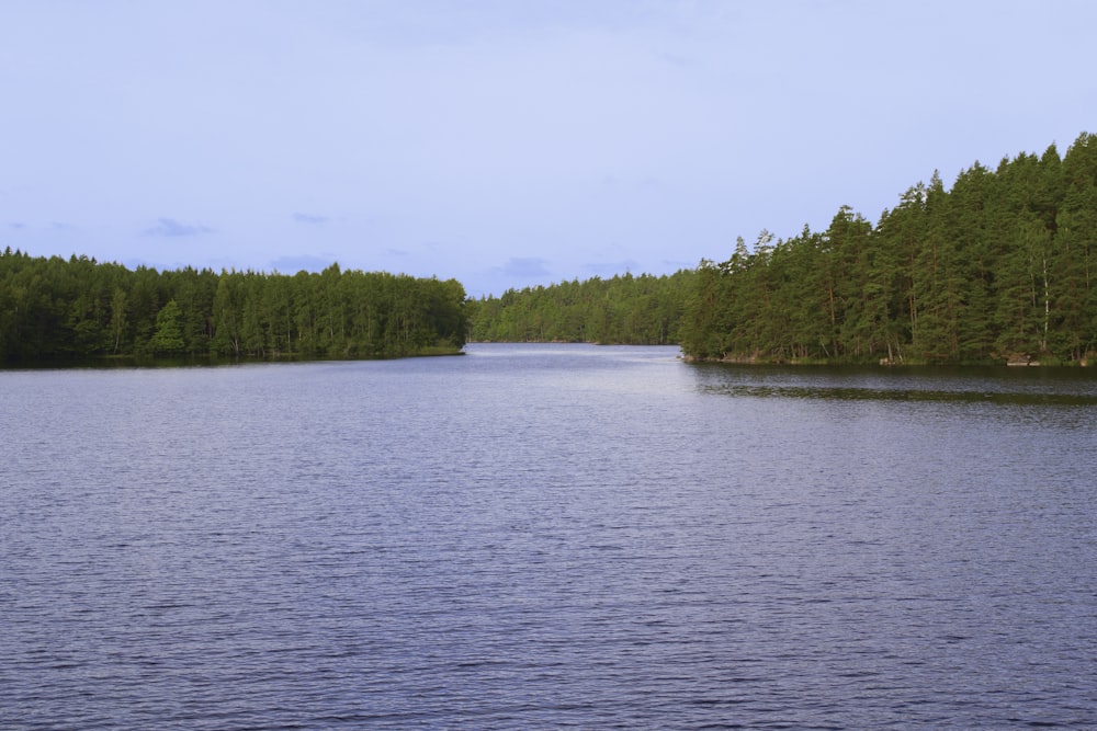 green trees beside river during daytime