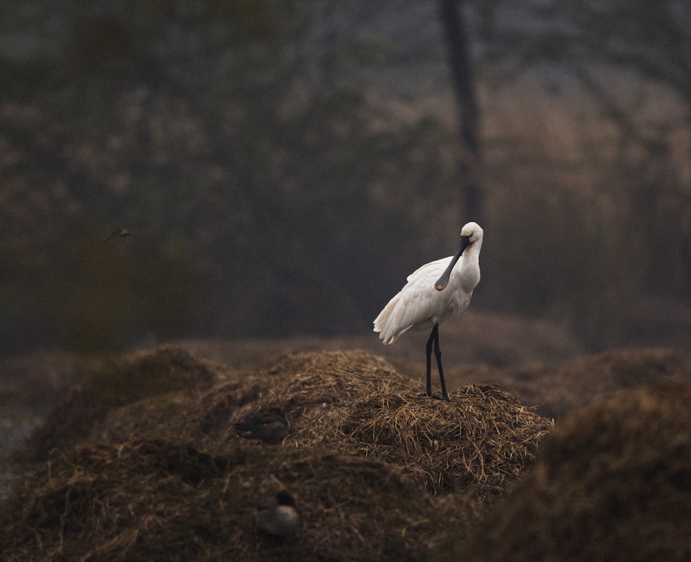 white bird on brown grass during daytime