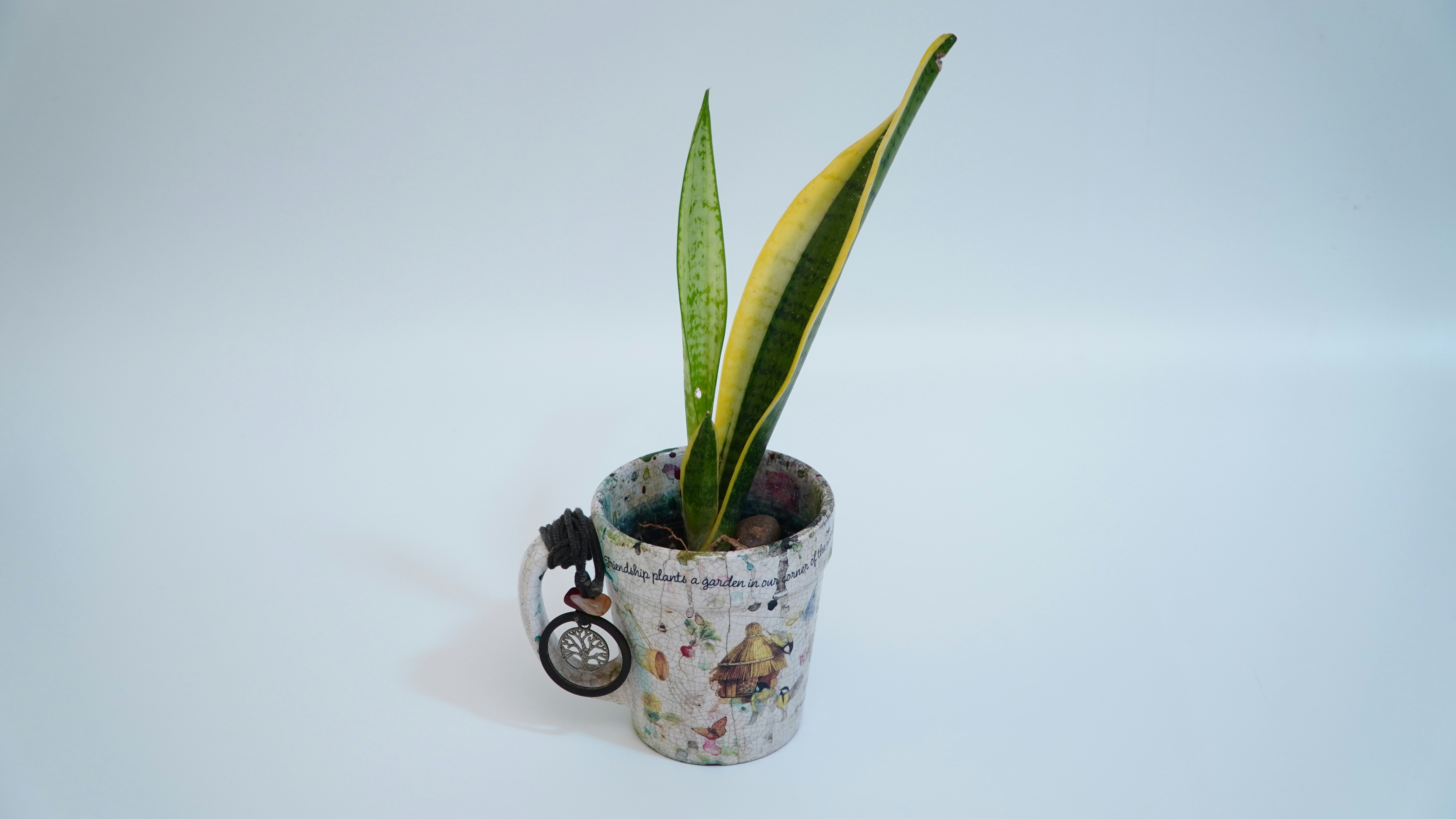 green plant in white and black ceramic pot
