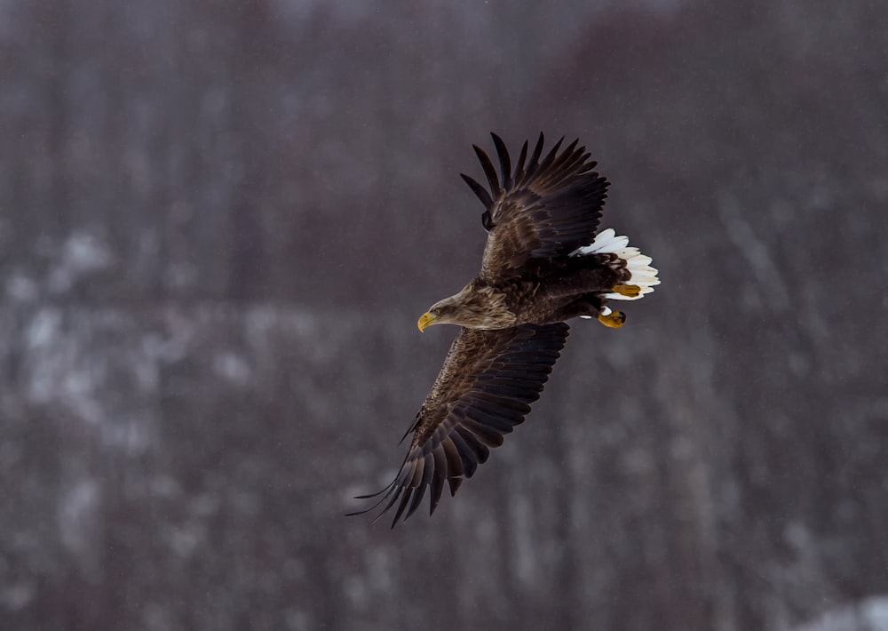 brown and white eagle flying