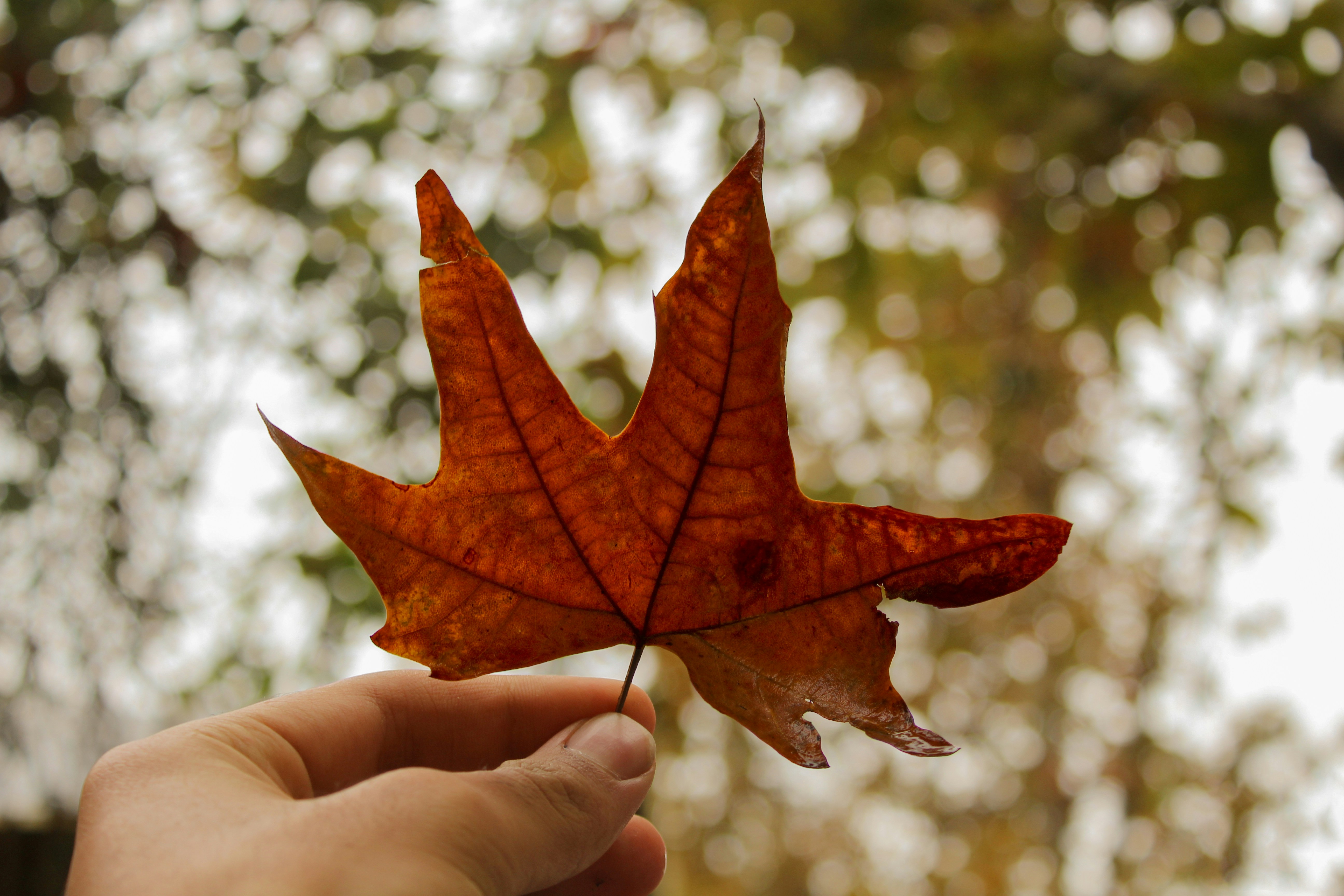 The Bailie Bar – A cosy snug