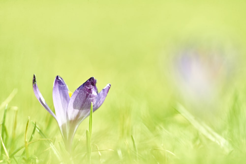 Fiore di croco viola in fiore durante il giorno