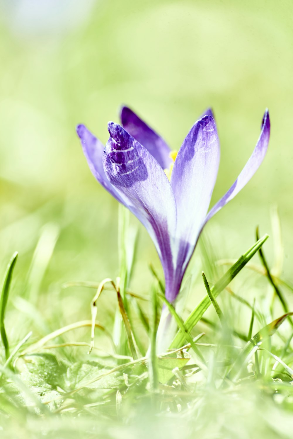 purple crocus flower in bloom during daytime