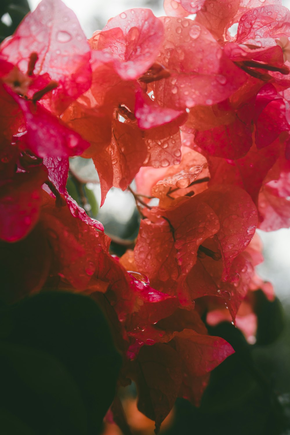 red flower in close up photography