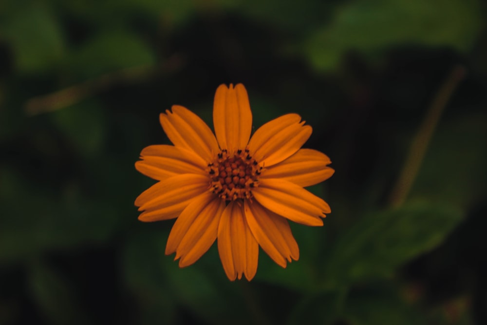 fiore giallo nell'obiettivo tilt shift